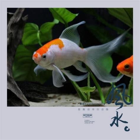 家裡魚缸 風水|魚缸千萬別這樣擺！養魚風水5大重點